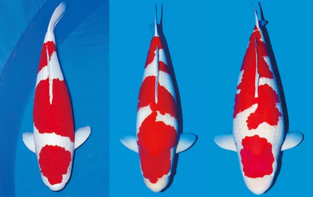 龙鱼锦鲤鱼哪个好养,锦鲤和魟鱼哪个观赏性高