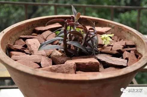 香水石斛兰烂根全部腐烂怎么办,石斛兰烂根怎么让它长新根呢