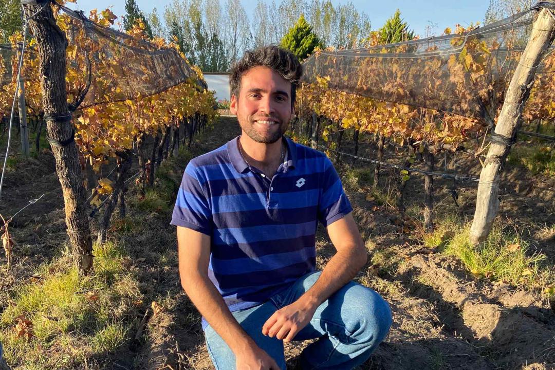 葡萄园真实体验,在葡萄园干活的原声视频