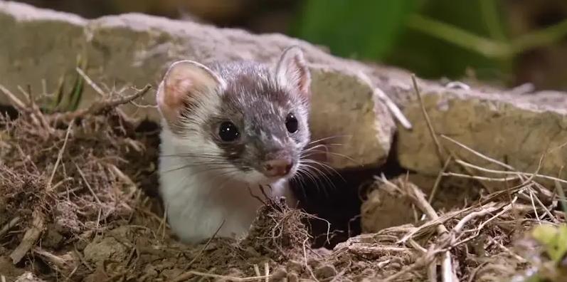 为什么老人说不能打黄鼠狼,为什么老人说黄鼠狼不能杀