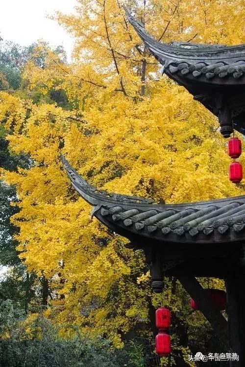 兰州到重庆绿巨人,兰州至上海绿巨人