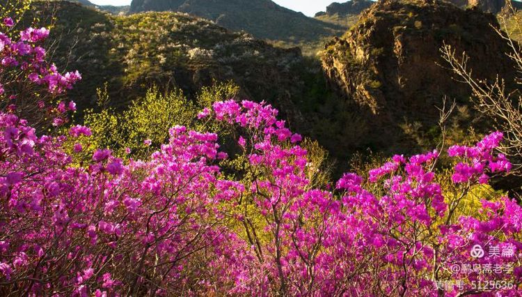 赤峰日报蒙古文,赤峰日报2005