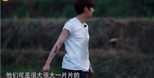 何炅和baby,何炅穿2千多t恤插秧