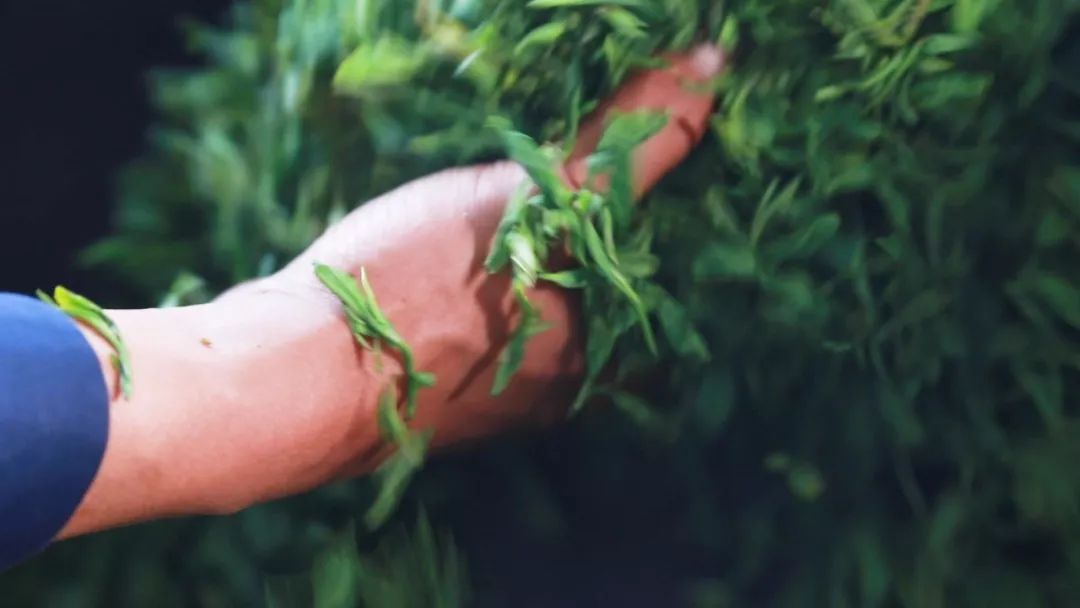 崂山绿茶是什么茶类型的茶,崂山绿茶和野生茶有什么区别