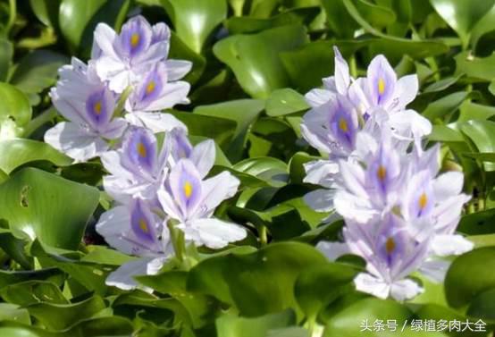 水葫芦花有密的吗,白色水葫芦花