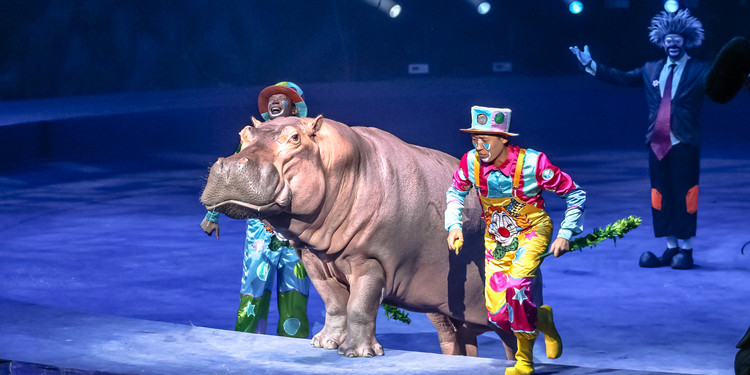 长隆大马戏飞鸟乐园,长隆梦幻大马戏儿童乐园
