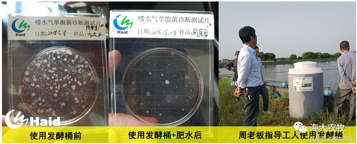 如何解决鱼生病的问题,鱼老死怎么治疗最好