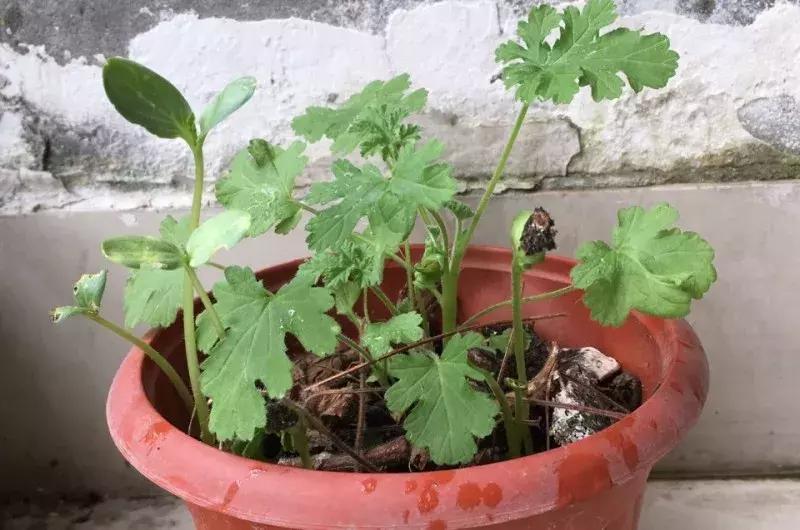 水果核丢花盆发芽了,水果籽呛到肺里去发芽了