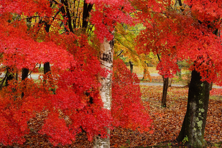 索尼微单135mm定焦镜头人像怎么拍,索尼135mm和85mm哪个好