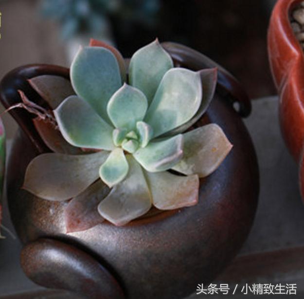 多肉叶片化水了怎么补救,多肉叶片化水了怎么处理