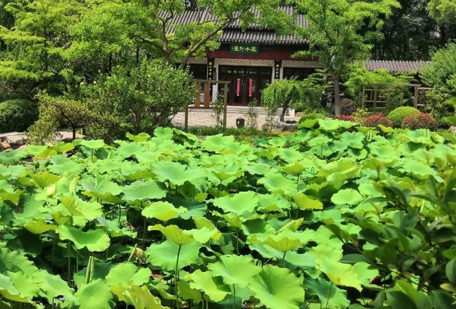 上海有哪些公园可以赏花,上海现在有哪些公园可观赏到荷花