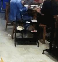 狗狗吃东西中毒症状,狗狗吃东西中毒要多久