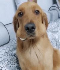 狗狗吃东西中毒症状,狗狗吃东西中毒要多久