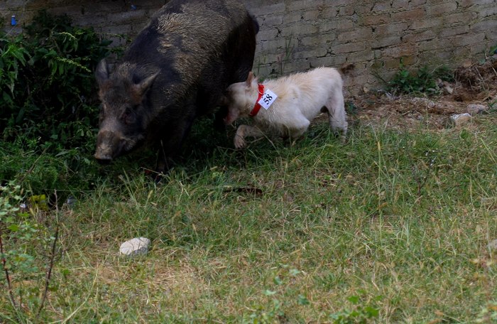 这种犬号称世界第三猎犬,为何不是世界第二猎犬呢