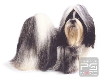 关于世界名狗名犬排行榜,世界名犬狗的品种大全