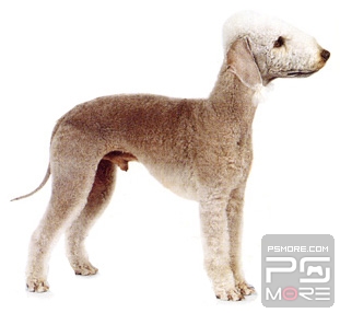 关于世界名狗名犬排行榜,世界名犬狗的品种大全