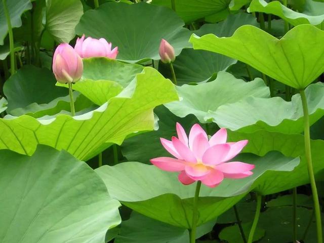 农村小本养殖创业项目大全,项目致富