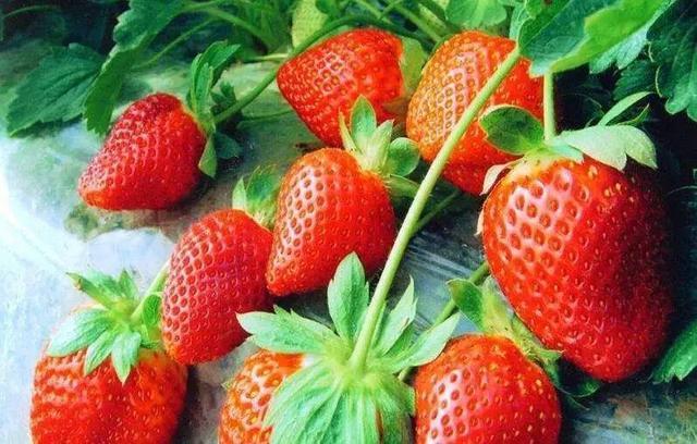 农村小本养殖创业项目大全,项目致富