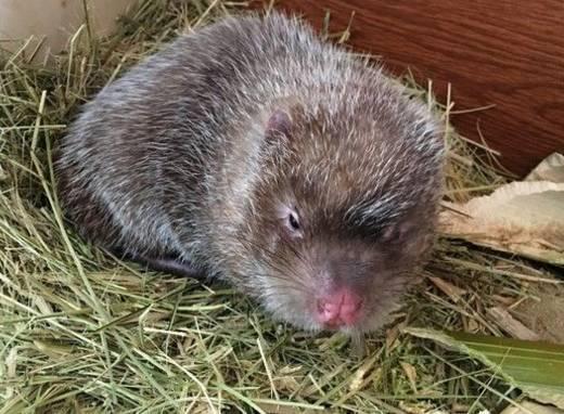 农村小本养殖创业项目大全,项目致富