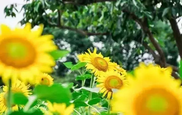 浙江一片夏季花海，带你在炎炎夏日赏花、美拍尽享自然清凉~