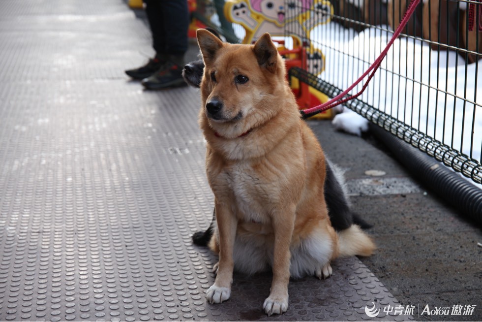 海外旅行购,札幌狸小璐酒店推荐
