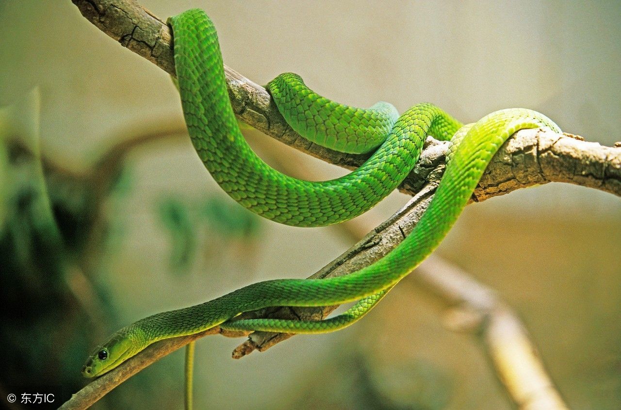 蛇的克星最怕的东西是什么,遇到蛇时蛇最怕什么