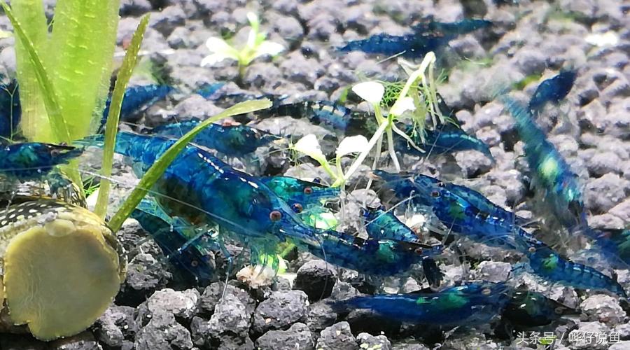 观赏虾观赏鱼,玩观赏鱼的阶段