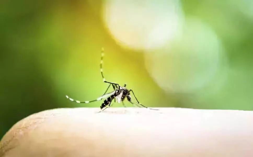 店员经典培训教材：蚊虫叮咬的药物推荐和联合用药