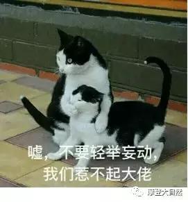 为何阿根廷称为潘帕斯雄鹰,阿根廷为啥叫潘帕斯