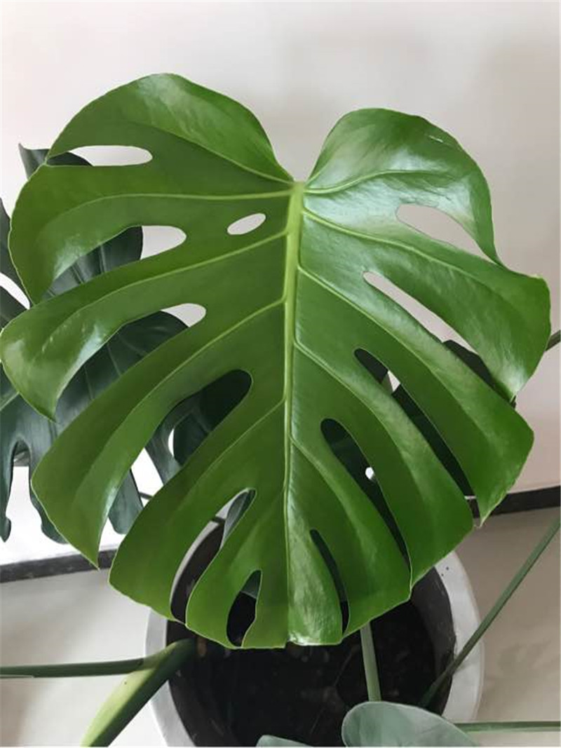 水里倒点酒，给花擦一擦，油光锃亮，比打激素还灵