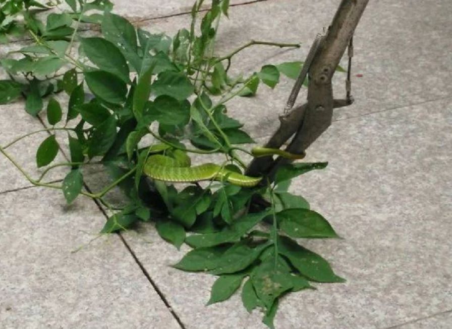 自家别墅花园有蛇什么原因,深圳一别墅区惊现蛇出没