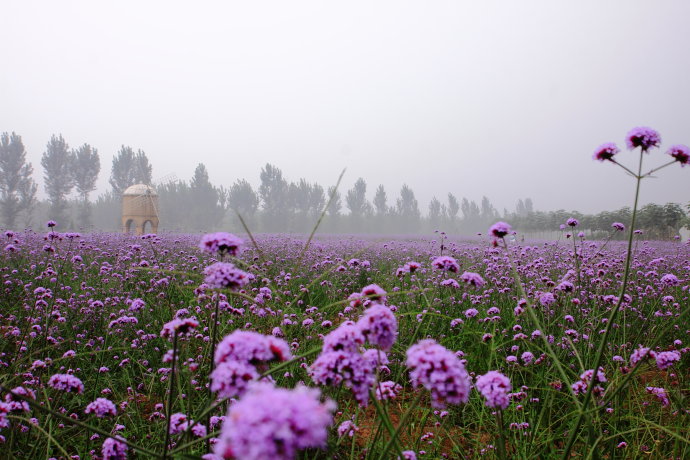 北京的普罗旺斯庄园,薰衣草庄园的浪漫之旅