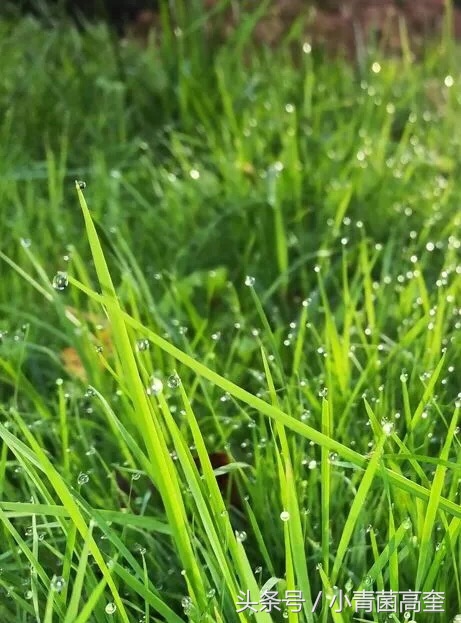 美丽的云南师范大学,美丽的云南曲靖