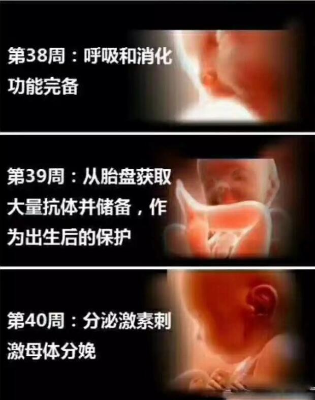 孕妈十月怀胎，详解每周小宝宝在妈妈肚子里发生了哪些变化，实用