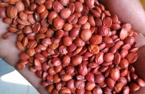 酸枣仁油的功效与作用及食用方法,中药酸枣仁的作用与功效