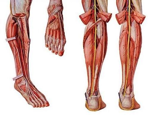 c罗最著名的运动员,除了c罗还有哪些球员