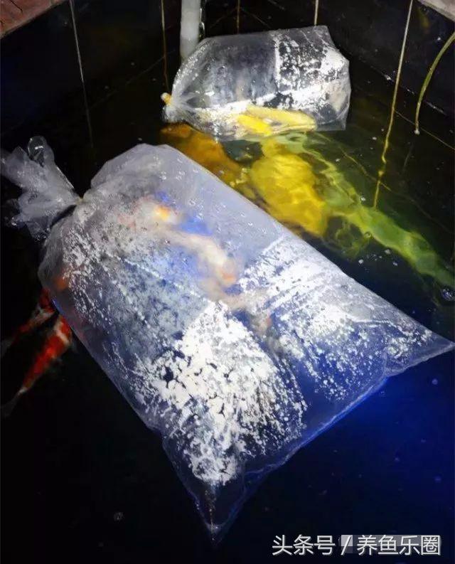 锦鲤鱼缸团灭后重新开缸,锦鲤遭团灭