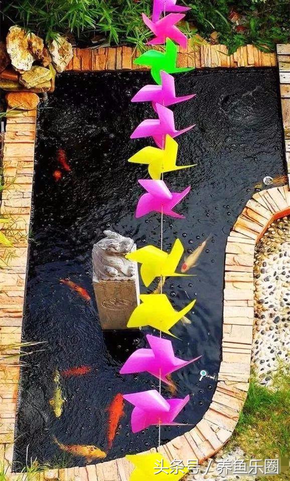 锦鲤鱼缸团灭后重新开缸,锦鲤遭团灭