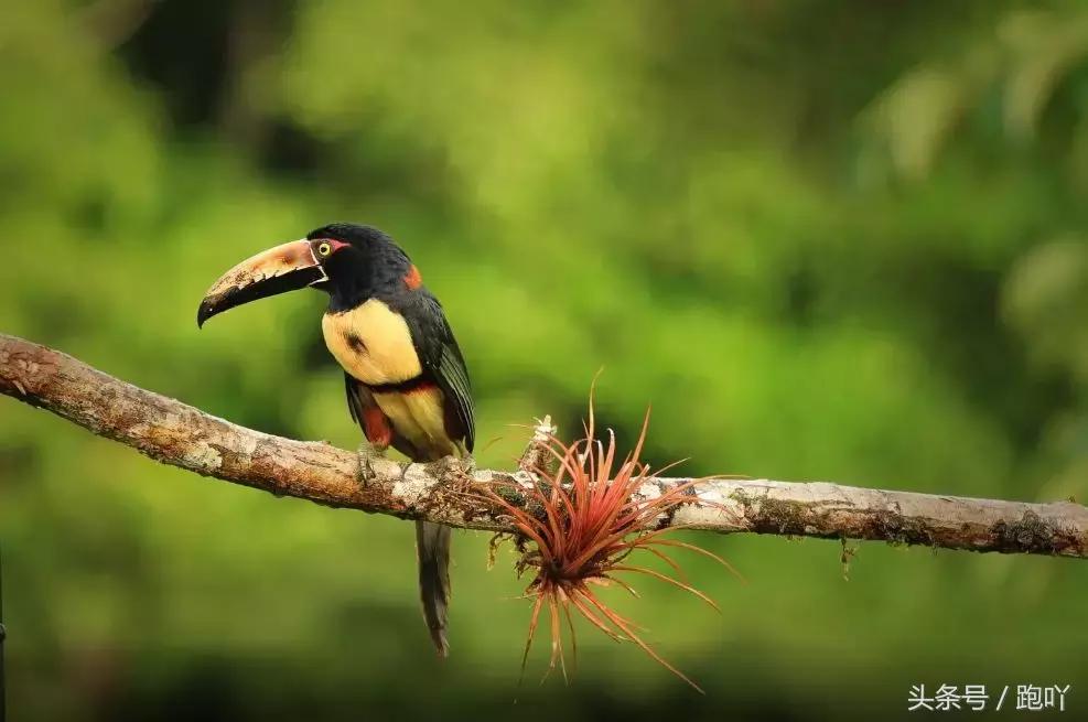单次世界杯进球最多的国家,世界杯单场进球最多的国家