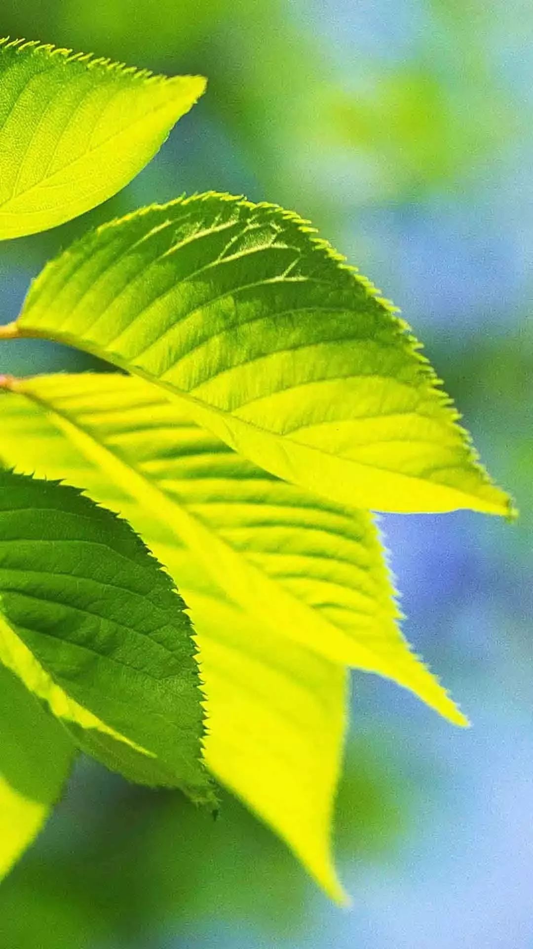 微信聊天护眼背景图高清大图,护眼背景图微信聊天背景