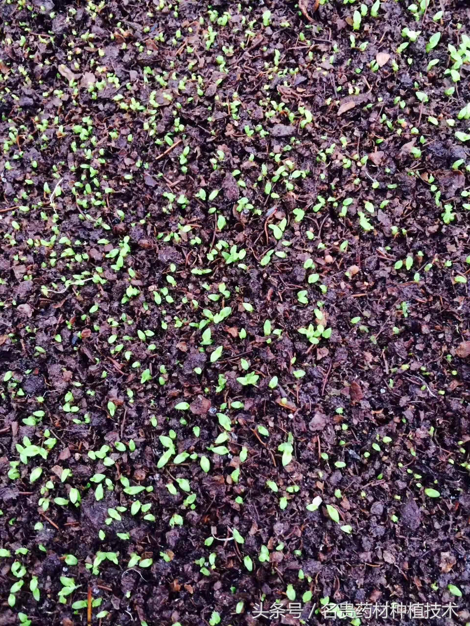 白芨种子育苗怎样用滑石粉处理,白芨育苗用什么营养液好呢