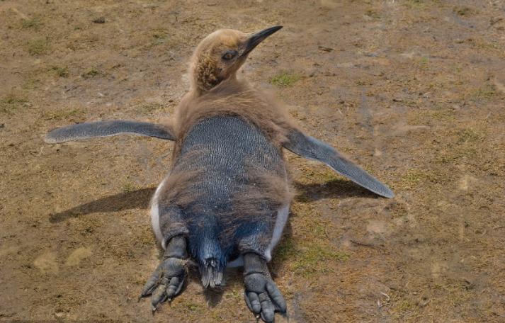 老鹰脱喙的故事,老鹰断喙拔羽重生过程