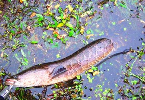 中午路亚黑鱼的正确方法,路亚黑鱼技巧用什么饵