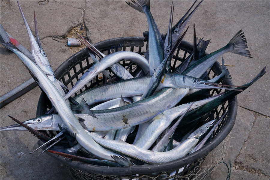 渤海可以游玩的小岛,龙口渤海上的岛