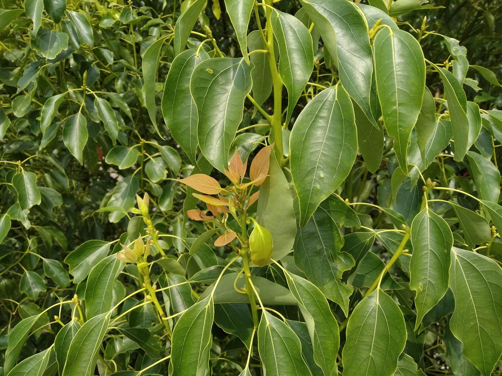 红米6pro值得买吗,红米6pro测评发布会