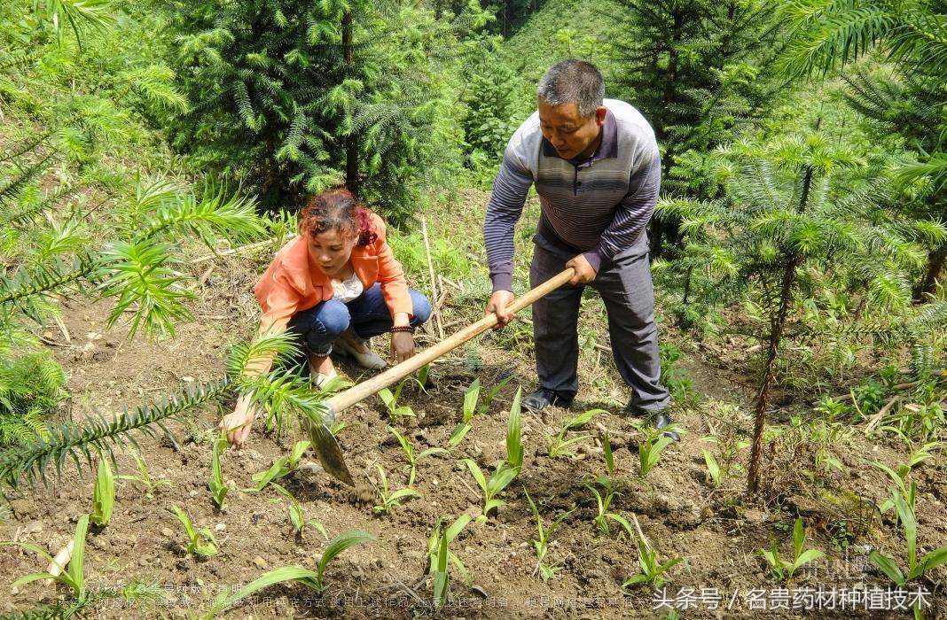 种植致富经一亩能赚多少钱,农业一亩收益30000种植什么