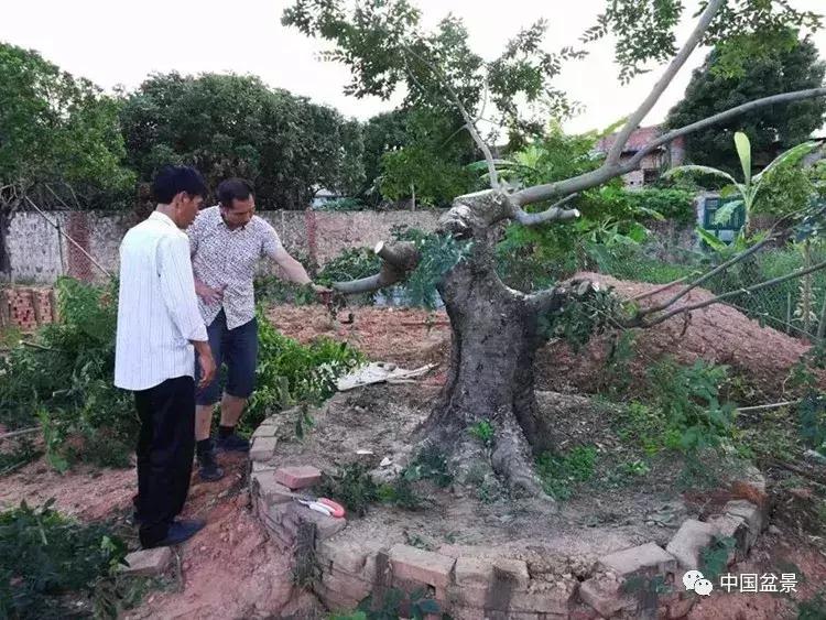 盆景欣赏一枝一叶,一组双杆盆景作品欣赏