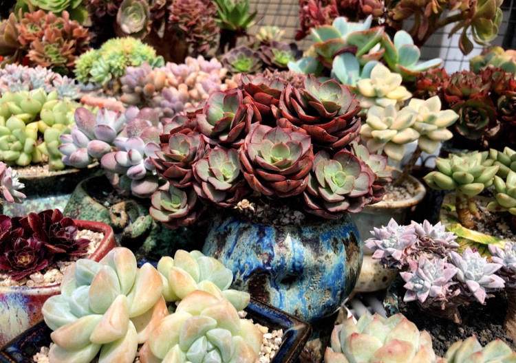 多肉长根瘤怎么处理,多肉植物根瘤病