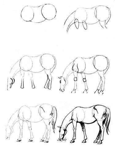 怎么把马画好,如何教你画真实的马