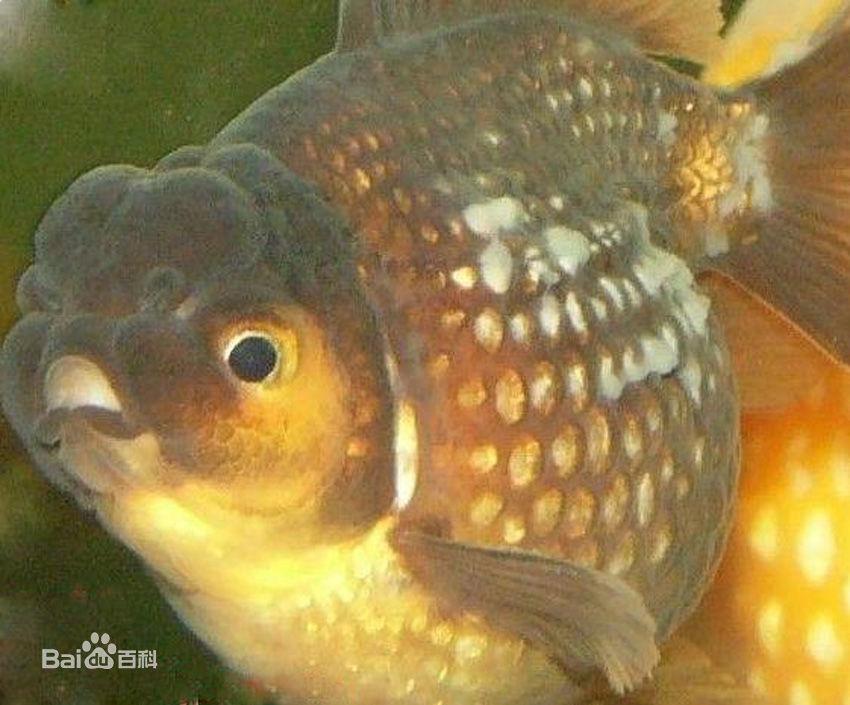 家养金鱼得病喂什么药,鱼缸养鱼鱼病症状